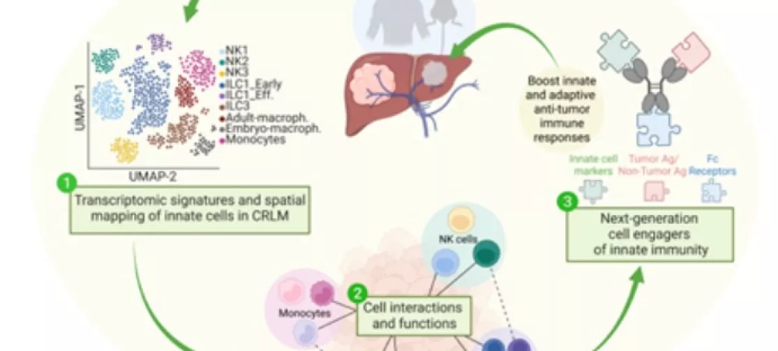 Exploring the heterogeneity of tumor-associated macrophages and their interactions with innate cells: TREATment of LIVer METastases (TREATLIVMETS)