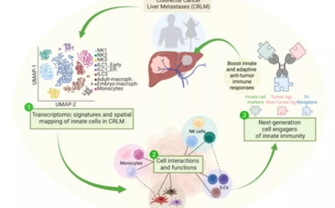 Exploring the heterogeneity of tumor-associated macrophages and their interactions with innate cells: TREATment of LIVer METastases (TREATLIVMETS)